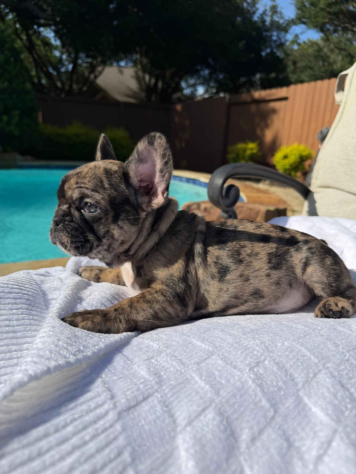 French Bulldog Puppies breeder image 9