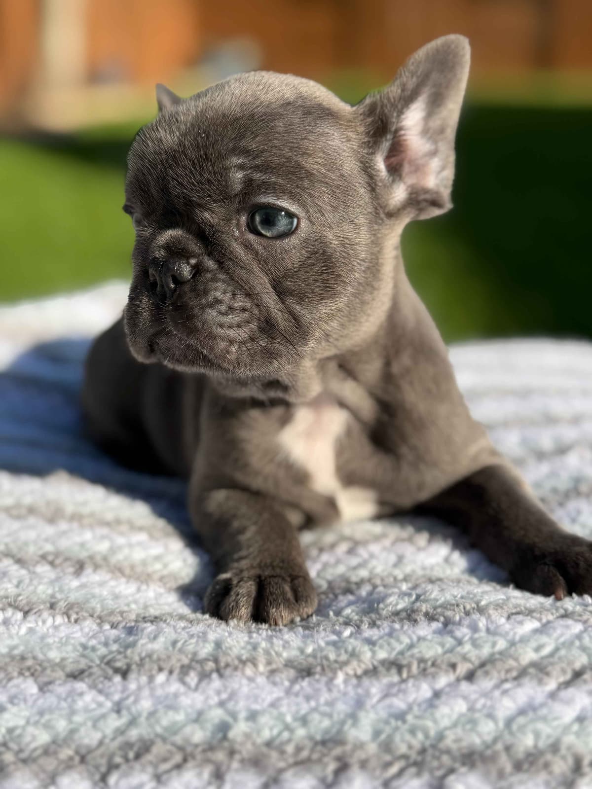 French Bulldog Puppies breeder image 14