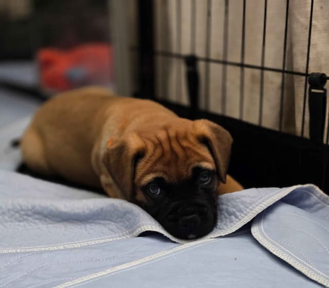 Bullmastiff Puppies media 2