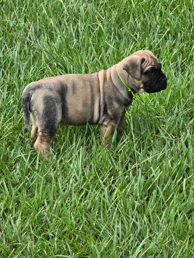 Bullmastiff Puppies media 3