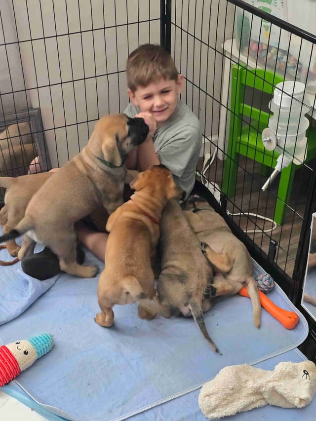Bullmastiff Puppies media 4
