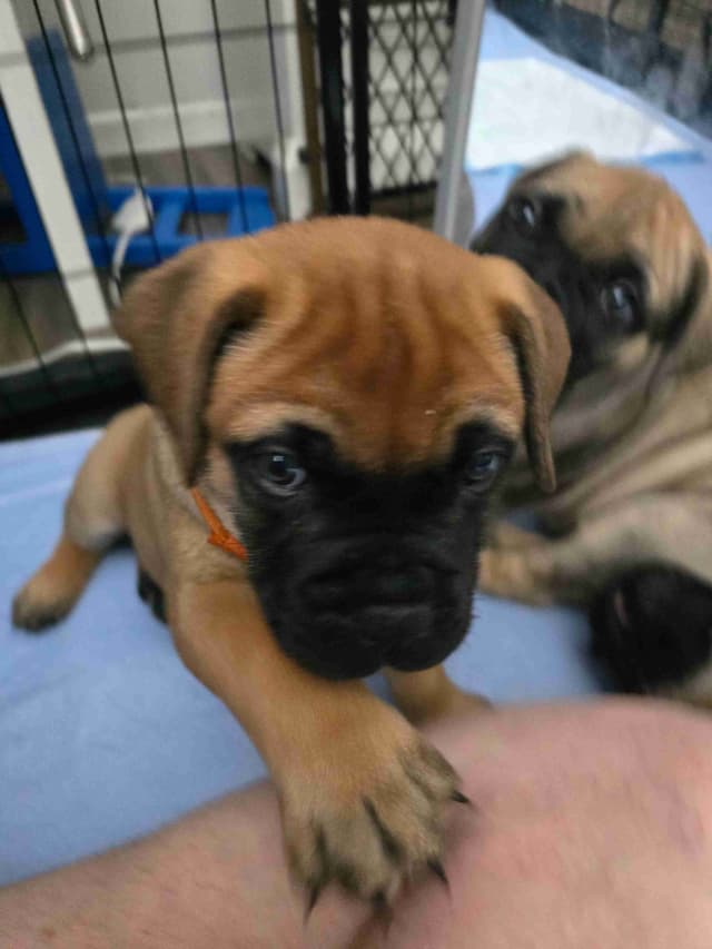 Bullmastiff Puppies media 5