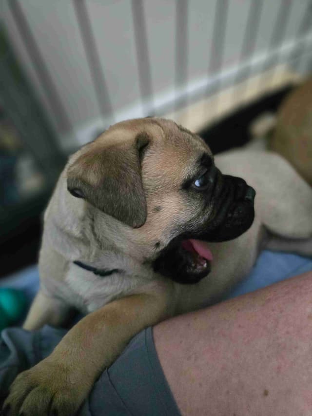 Bullmastiff Puppies media 6