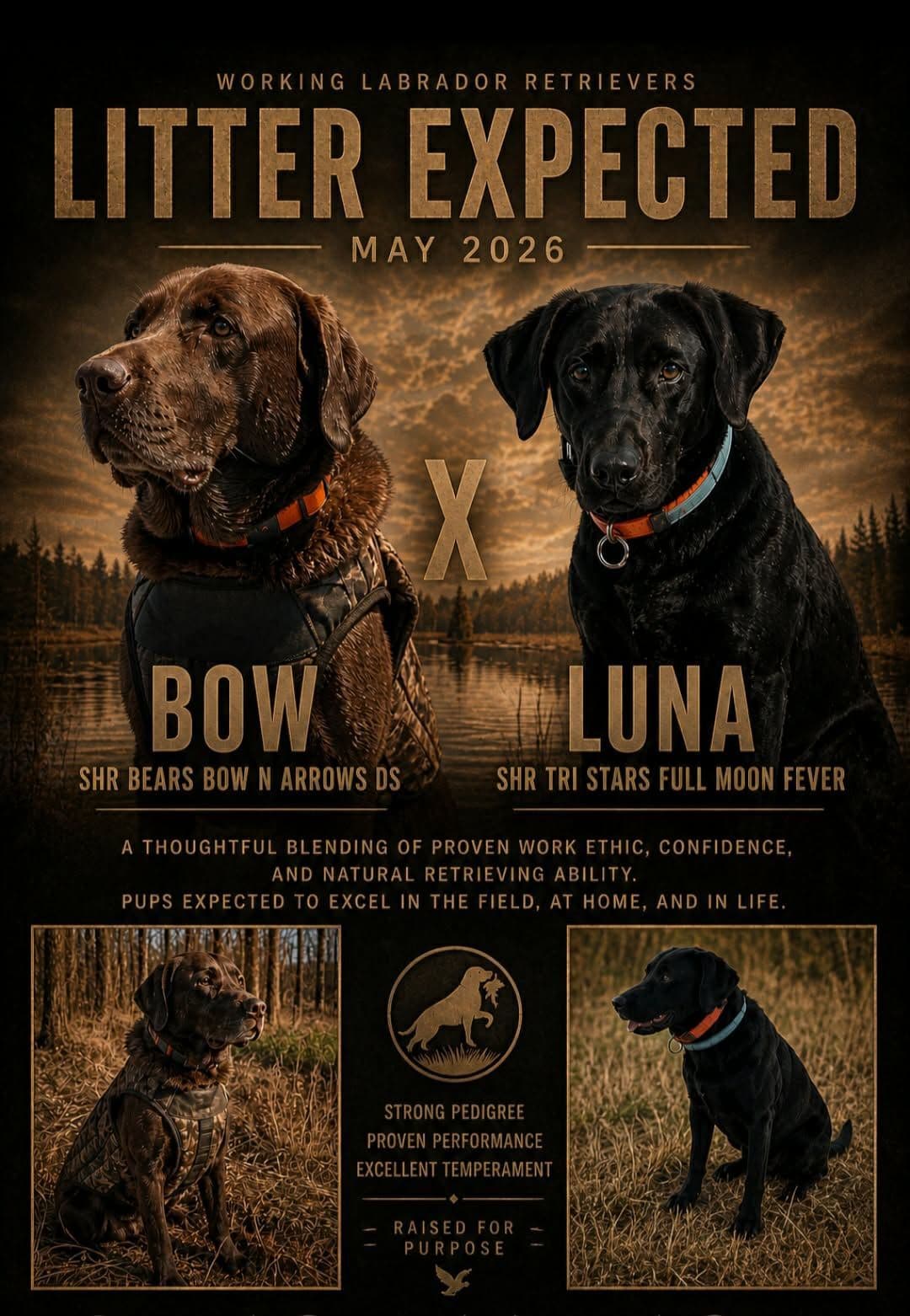 Labrador Retriever Puppies breeder image 1