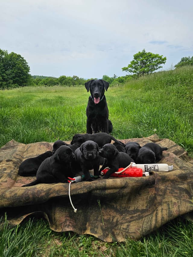 Labrador Retriever Puppies media 2