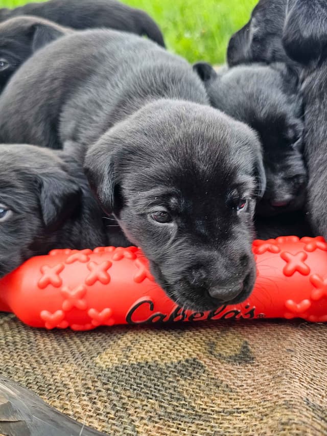 Labrador Retriever Puppies media 3