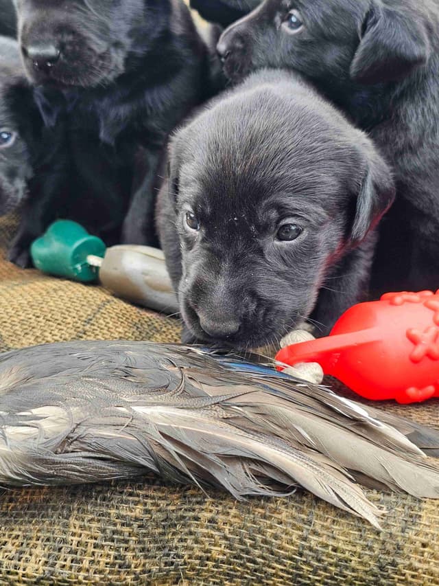 Labrador Retriever Puppies media 4
