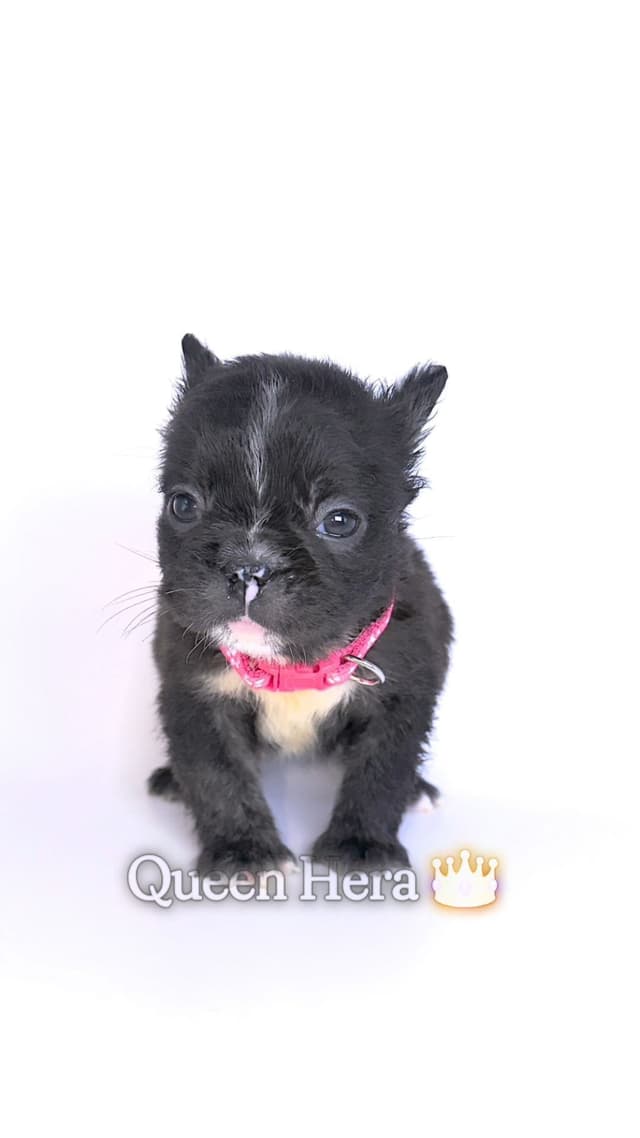 French Bulldog Puppies Bossladybreedz media 3