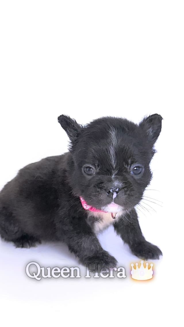 French Bulldog Puppies Bossladybreedz media 4