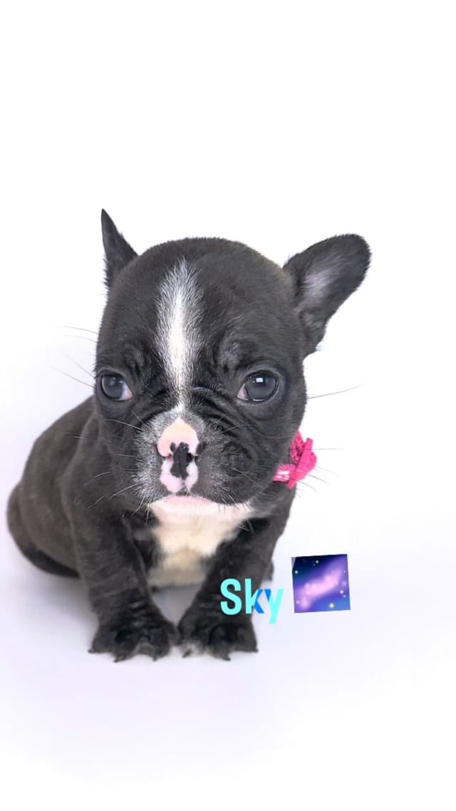 French Bulldog Puppies Bossladybreedz media 5