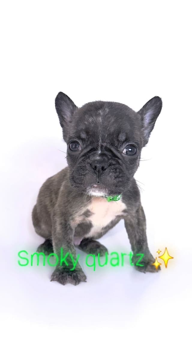 French Bulldog Puppies Bossladybreedz media 9
