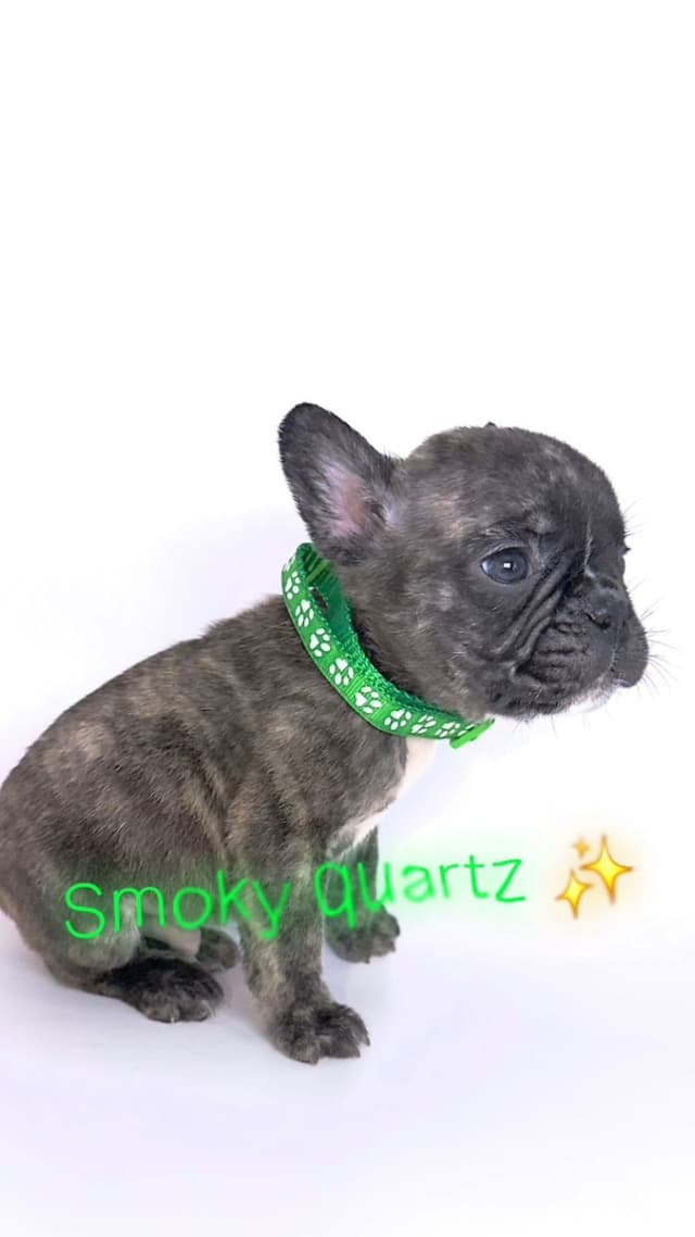 French Bulldog Puppies Bossladybreedz media 10