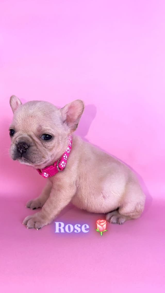 French Bulldog Puppies Bossladybreedz media 2