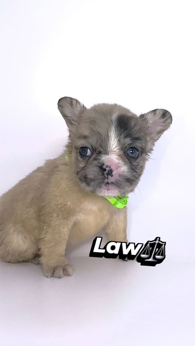 French Bulldog Puppies Bossladybreedz media 11
