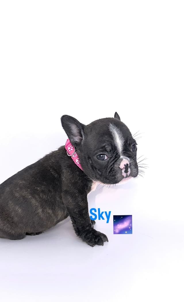 French Bulldog Puppies Bossladybreedz media 6