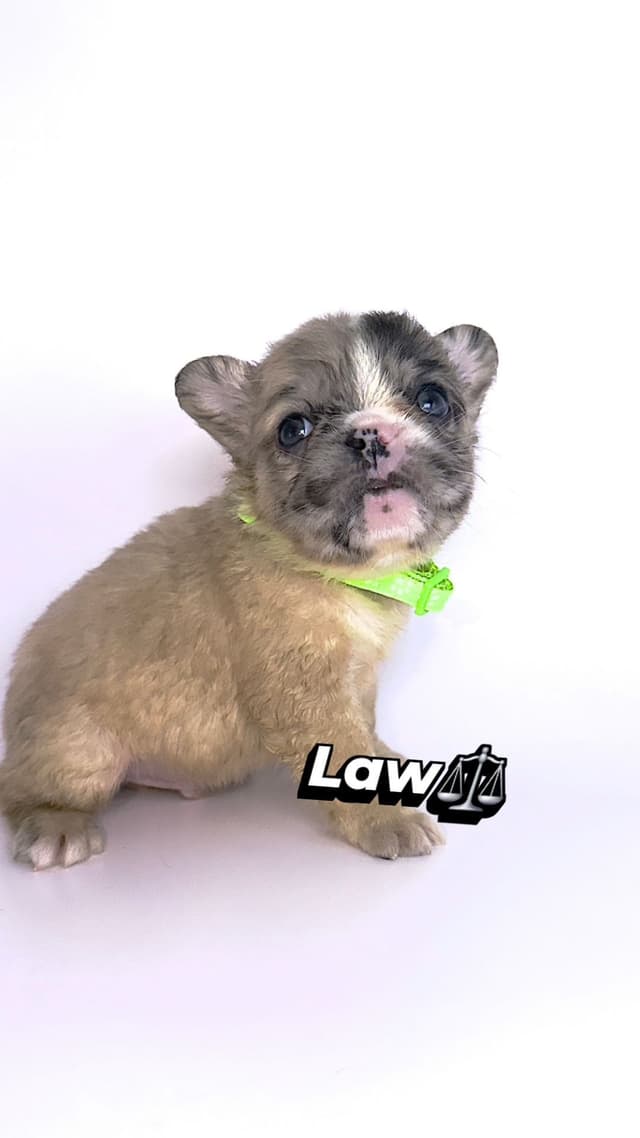 French Bulldog Puppies Bossladybreedz media 12