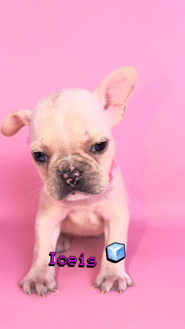 French Bulldog Puppies Bossladybreedz media 7