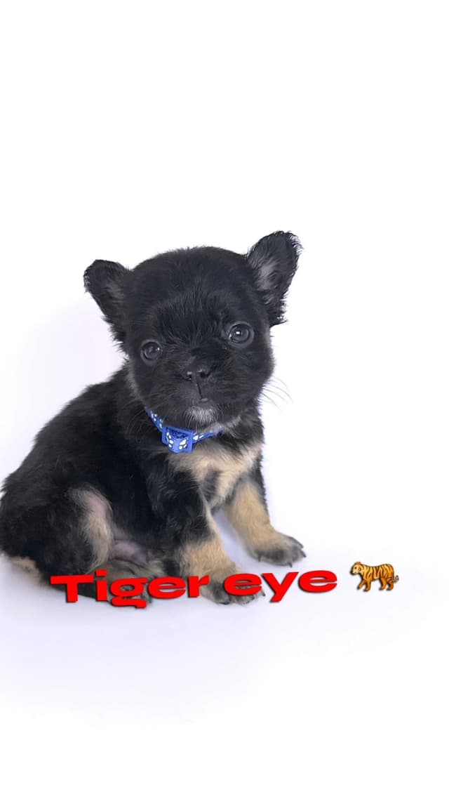 French Bulldog Puppies Bossladybreedz media 16
