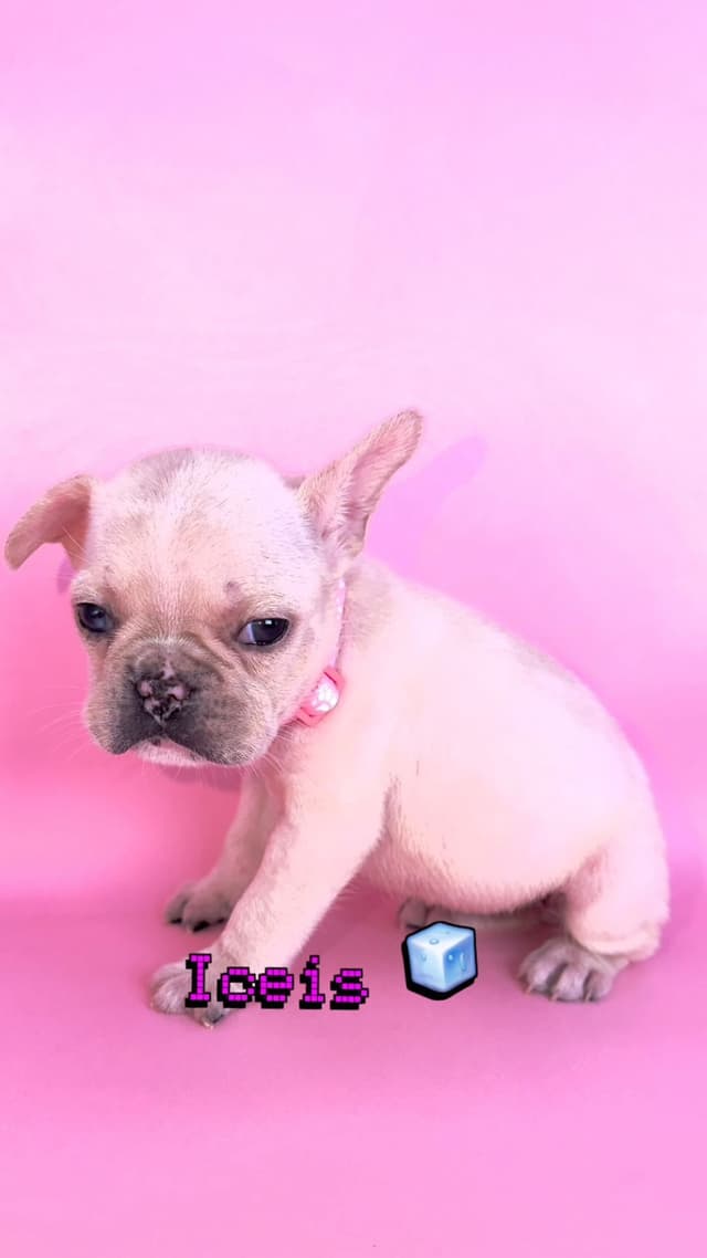 French Bulldog Puppies Bossladybreedz media 8