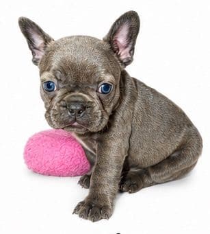 French Bulldog Puppies media 2