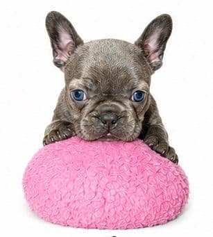 French Bulldog Puppies media 3