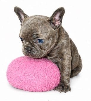 French Bulldog Puppies media 4