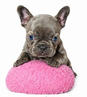 French Bulldog Puppies media 5