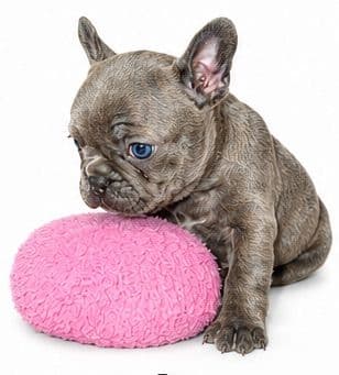 French Bulldog Puppies media 6