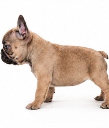 French Bulldog Puppies media 7