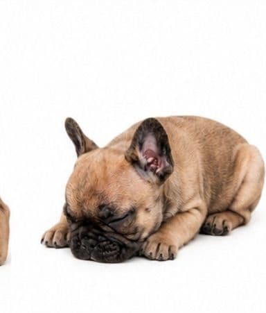 French Bulldog Puppies media 8