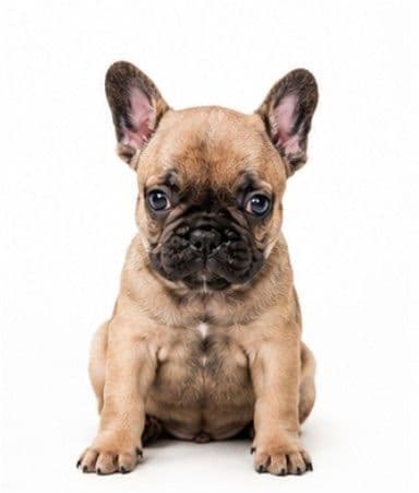 French Bulldog Puppies media 10