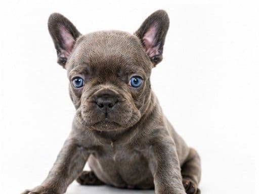 French Bulldog Puppies media 14