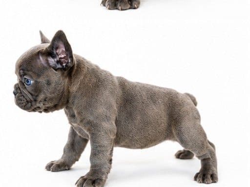 French Bulldog Puppies media 12