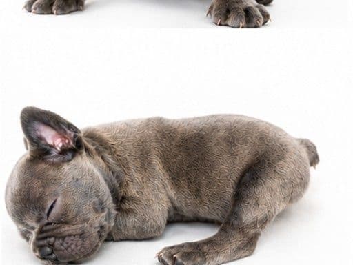 French Bulldog Puppies media 16