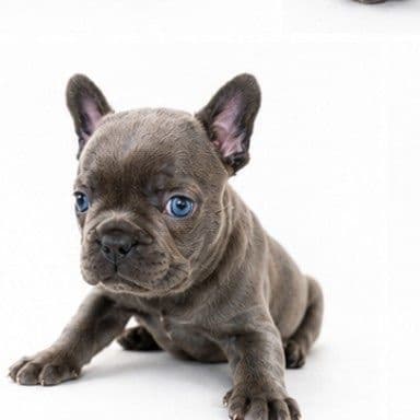 French Bulldog Puppies media 13