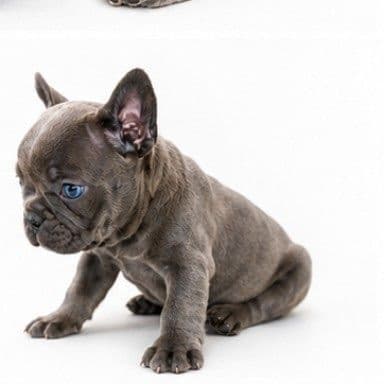 French Bulldog Puppies media 15