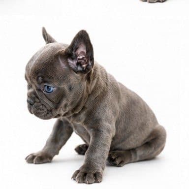 French Bulldog Puppies media 17