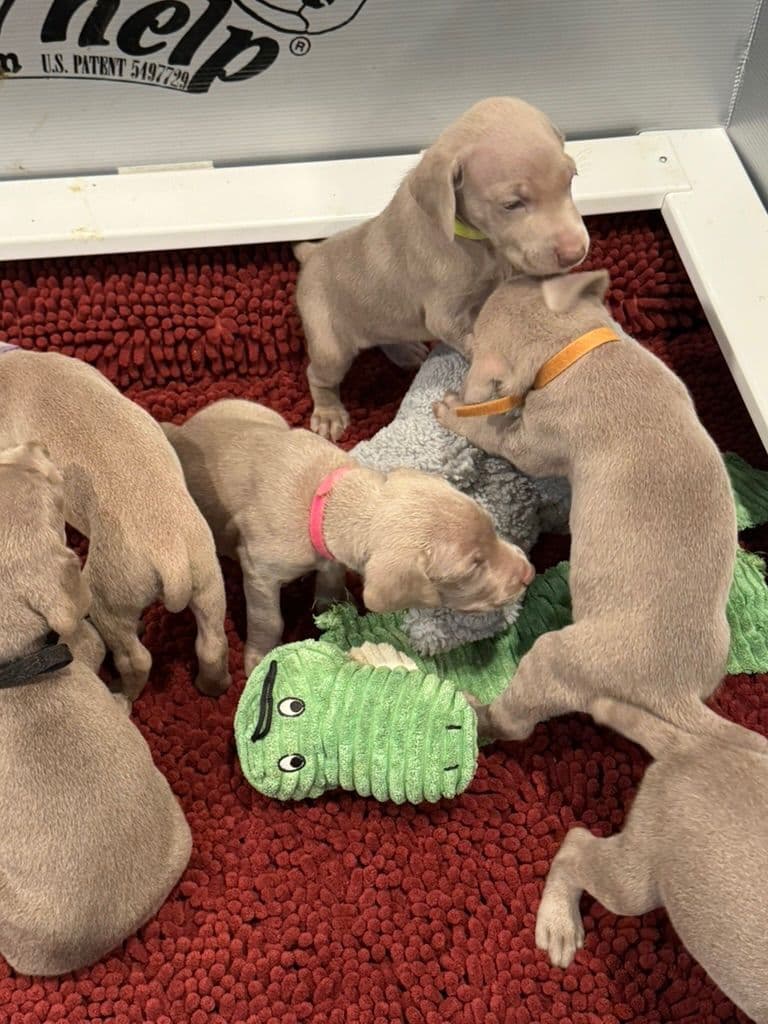 Weimaraner Puppies breeder image 1