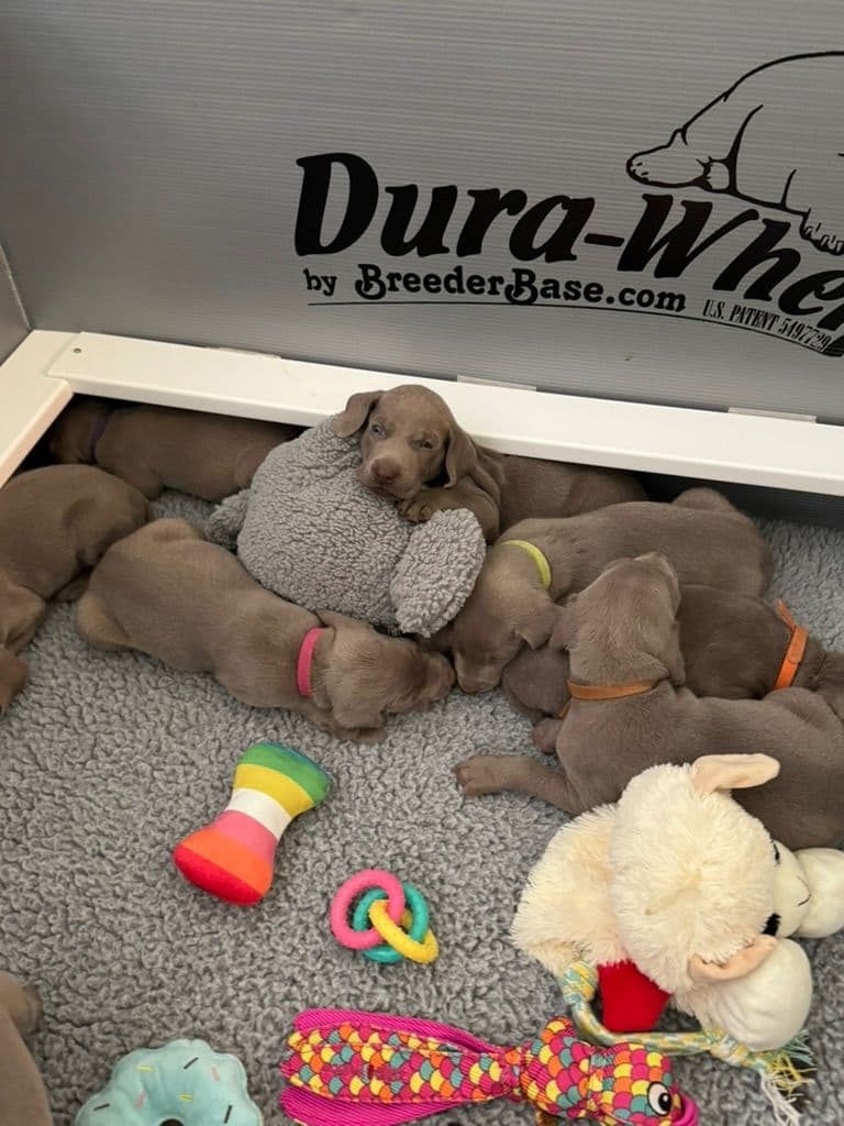 Weimaraner Puppies breeder image 2