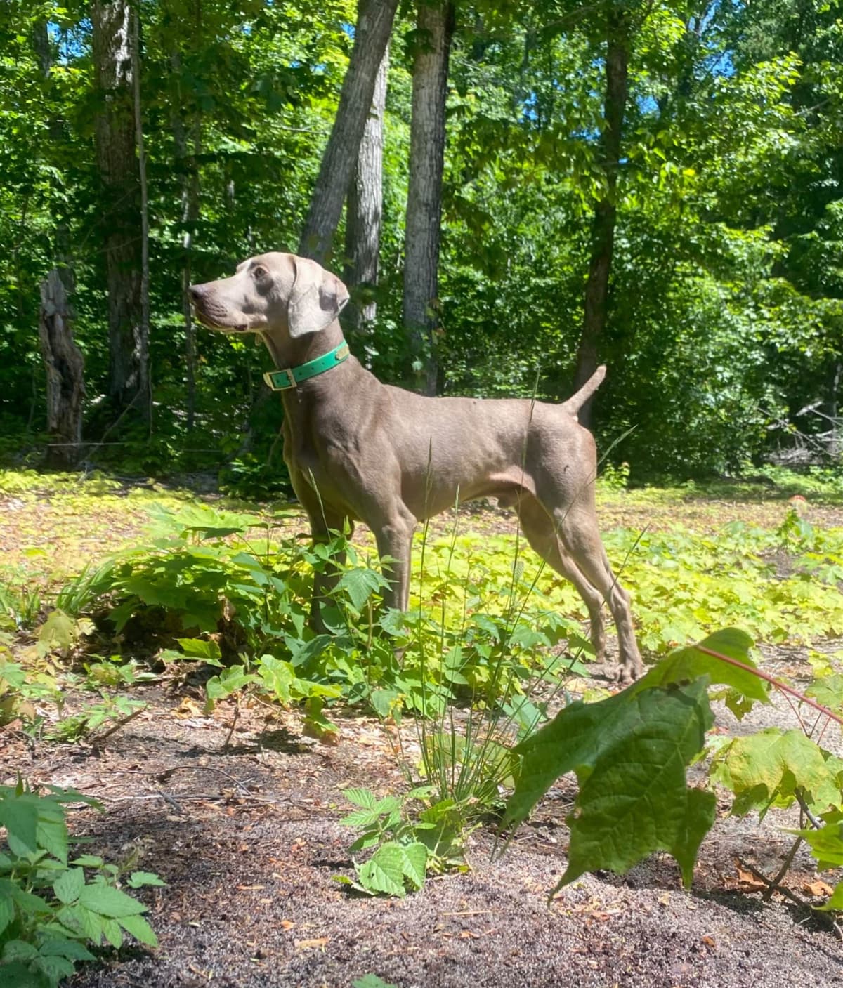 Weimaraner Puppies breeder image 4