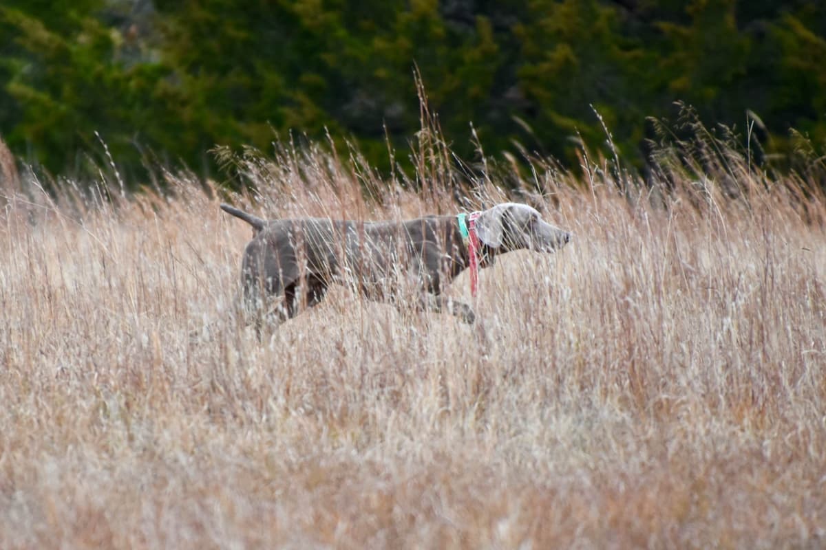 Weimaraner Puppies breeder image 5