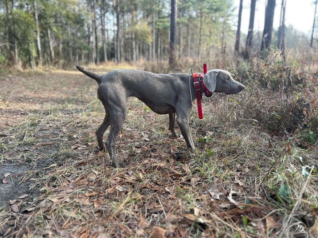Weimaraner Puppies breeder image 6