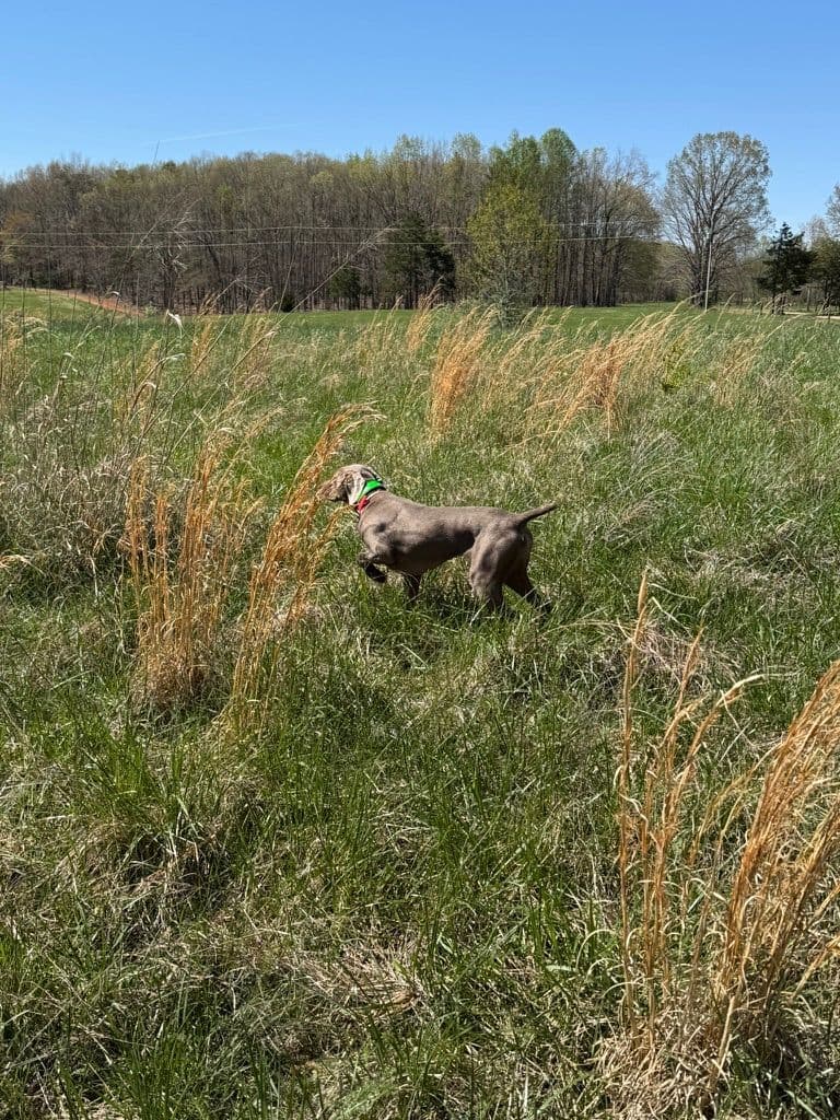 Weimaraner Puppies breeder image 7