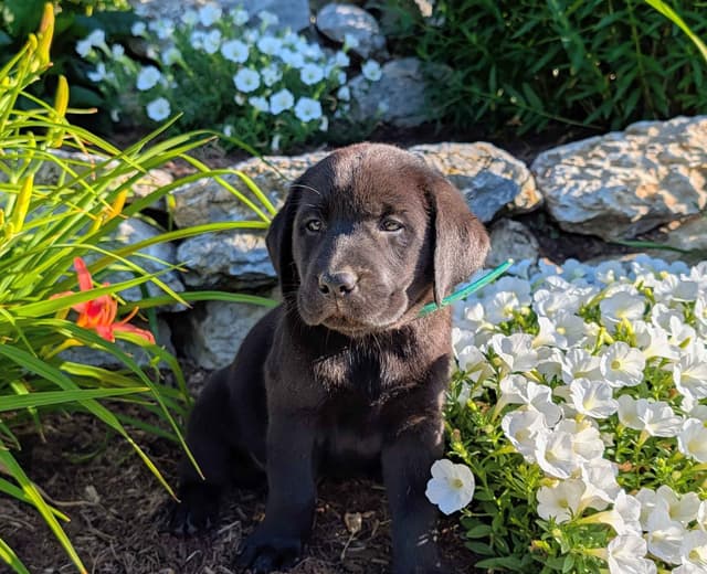 Labrador Retriever Puppies media 2
