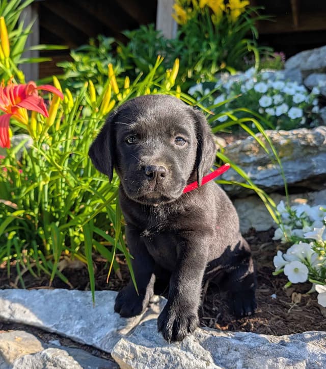 Labrador Retriever Puppies media 4