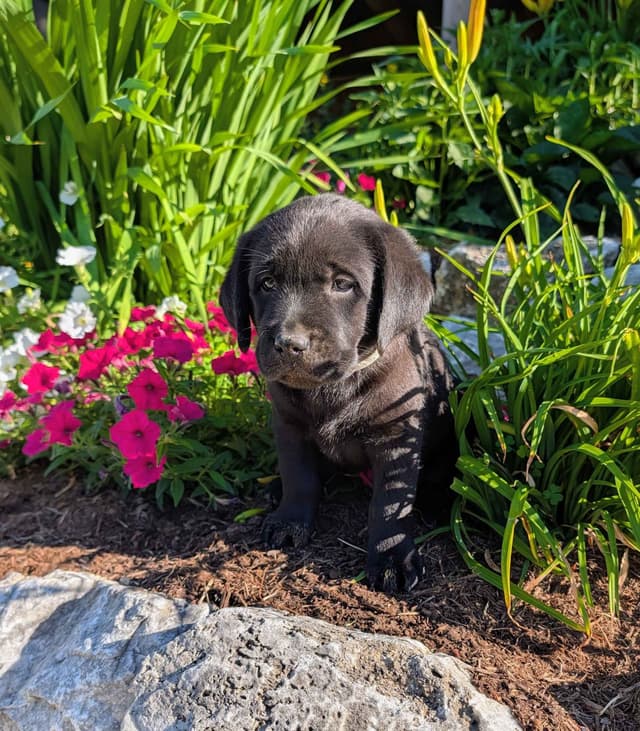 Labrador Retriever Puppies media 6