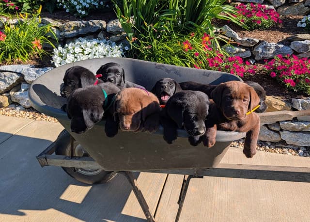 Labrador Retriever Puppies media 11