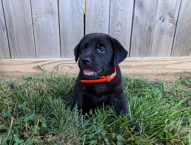Labrador Retriever Puppies media 12