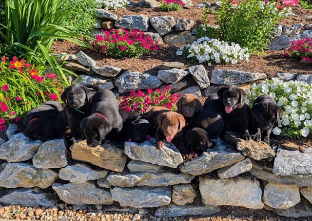 Labrador Retriever Puppies media 13
