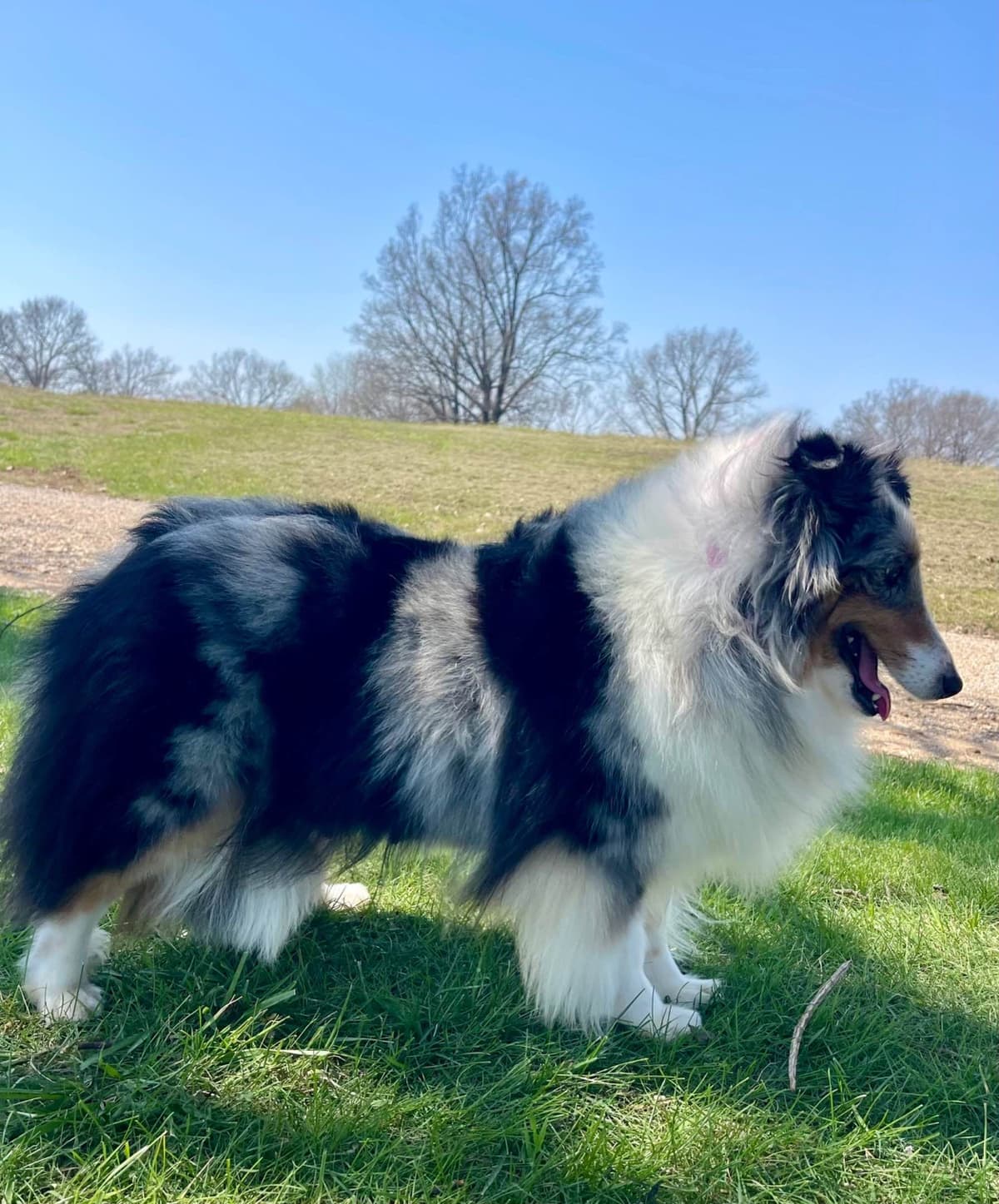 Shetland Sheepdog Puppies breeder image 1